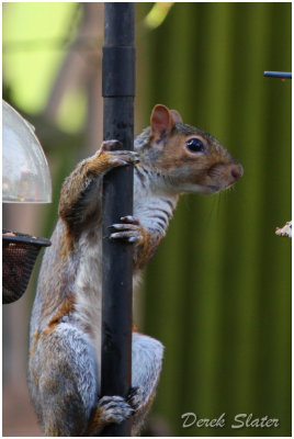 Squirrel-6255.jpg
