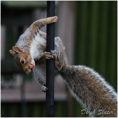 Squirrel-6276.jpg