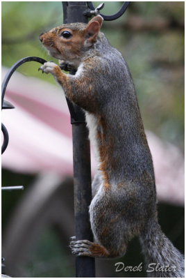 Squirrel-6342.jpg
