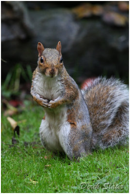 Squirrel-6416.jpg