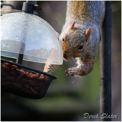 Squirrel-6456.jpg