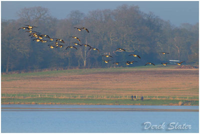 Canada Geese