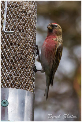 Lesser Redpoll 6470