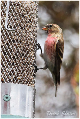 Lesser Redpoll 6527