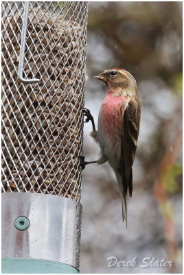 Lesser Redpoll 6528