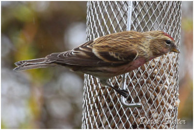 Lesser Redpoll 6582