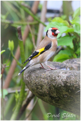 Goldfinch garden bath