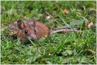 Field mouse 3