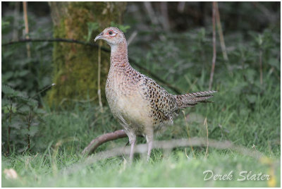 Female Pheasant   cross bill