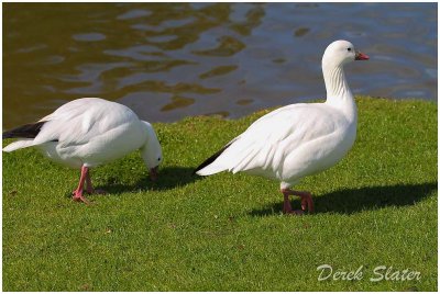 Ross's Geese 9734