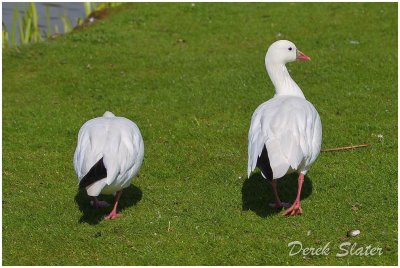 Ross's Geese 9725