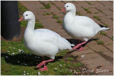Ross's Geese 9714