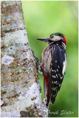 G S Woodpecker 0433-1.jpg