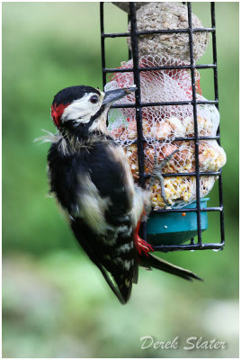 G S Woodpecker 0509-1.jpg