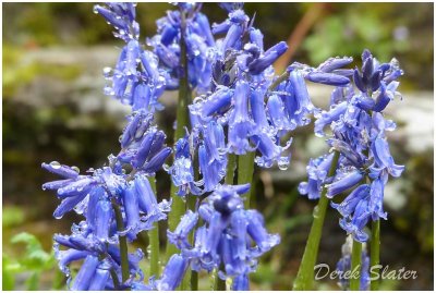 Bluebells after the rain