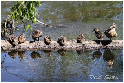 Mallard + seven ducklings