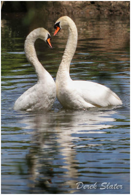 Swan necking 2860-1.jpg
