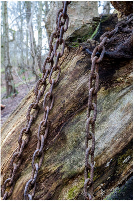 The Chained Oak 9219