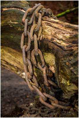 The Chained Oak 9241