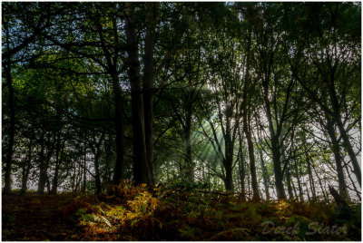 Cannock Chase