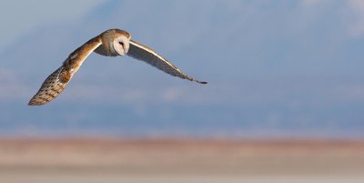 barnowl.jpg