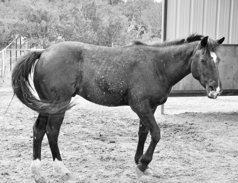 Horse 19.JPG