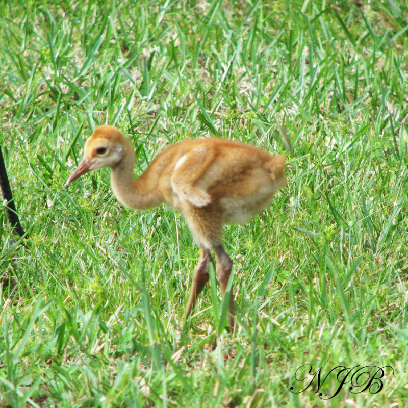 Baby Sandhill Crane