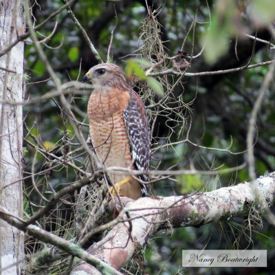 Red Shouldered Hawk