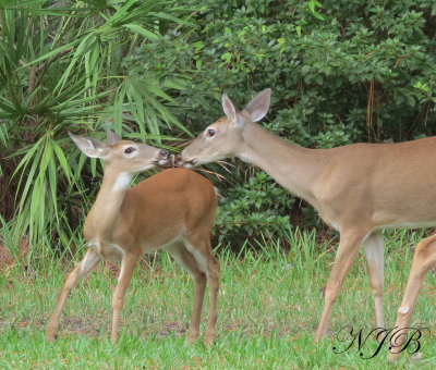 Fawn with Mom