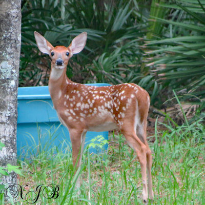 One of our new Fawns  