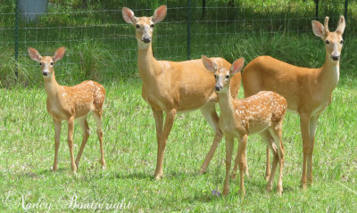 Mom, Twin Fawns and a young boy from last year.