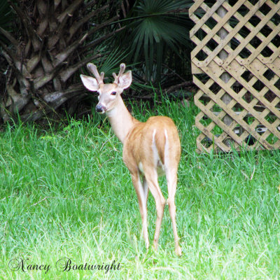 A young male that was born last year.