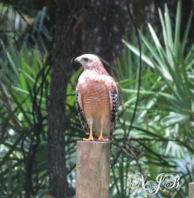 Red Shouldered Hawk looking for dinner