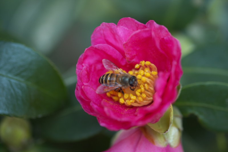 DSCF5770.jpg