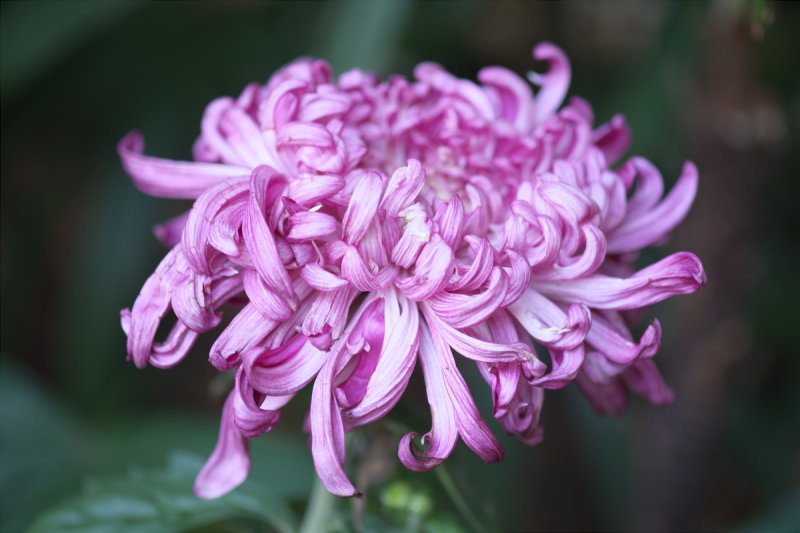 DSCF4773.jpg