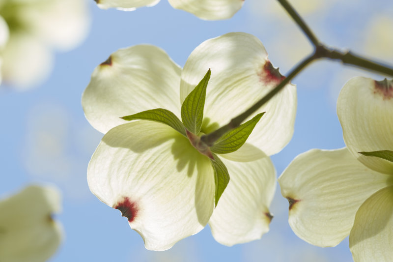 Dogwood Blooming