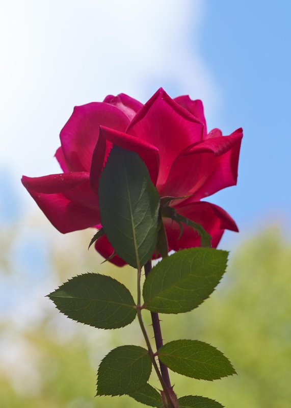 october rose