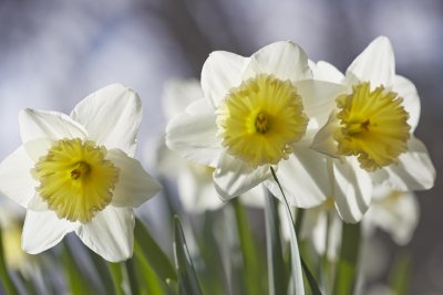 Daffodils