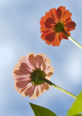 zinnias in the sky