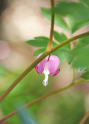 In the Garden