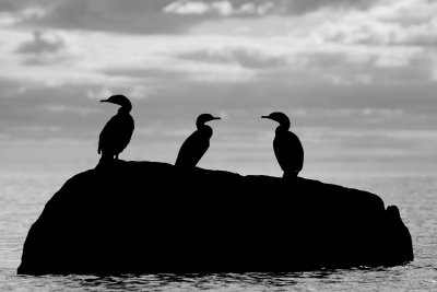 3 cormorants