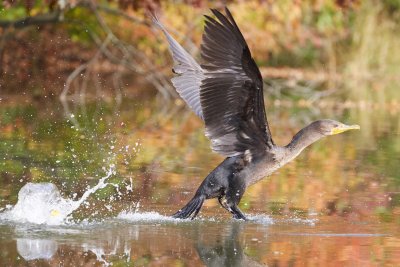 Landing Cormorant