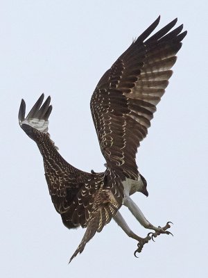 Landing Osprey