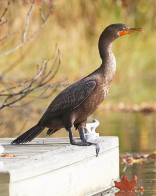 East River Cormorant