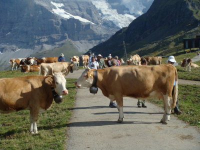 Milking time at Mannlichen