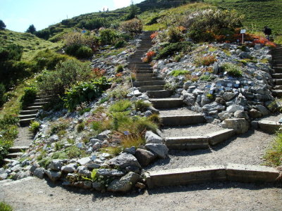 A small botanical garden at Schynige Platte.
