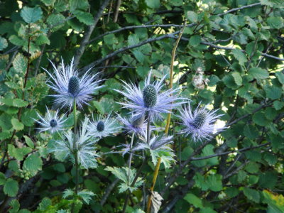 Alpine blue holley (Eryngium alpinum)