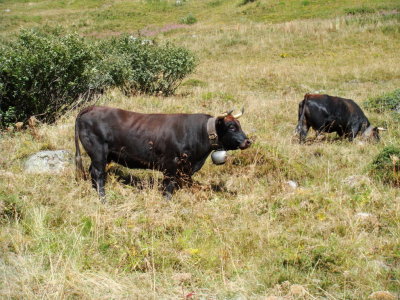 Many cows everywhere.