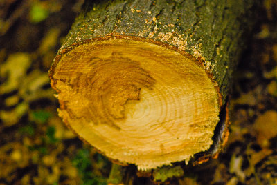thijsdeschildre__DSC2475.jpg