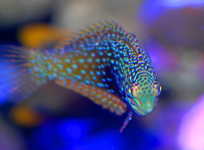 Reef Tank